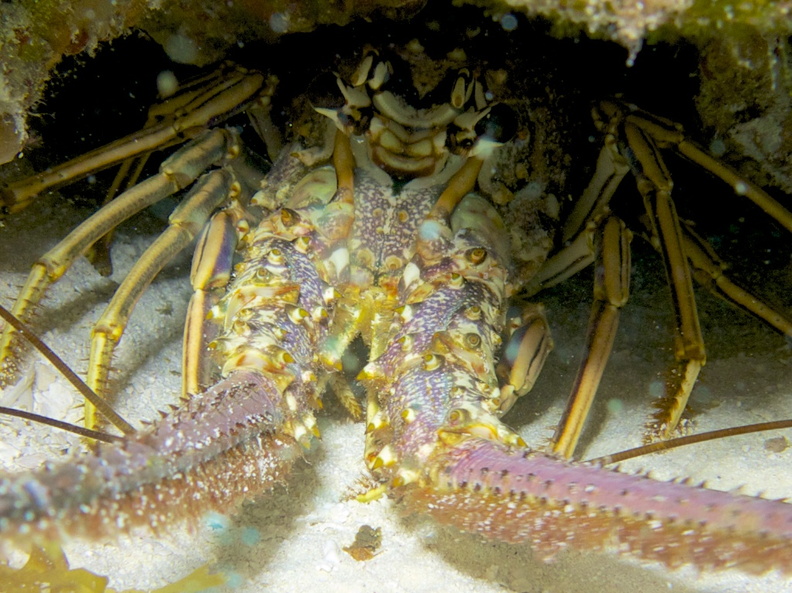 Spiny Lobster IMG_4495.jpg